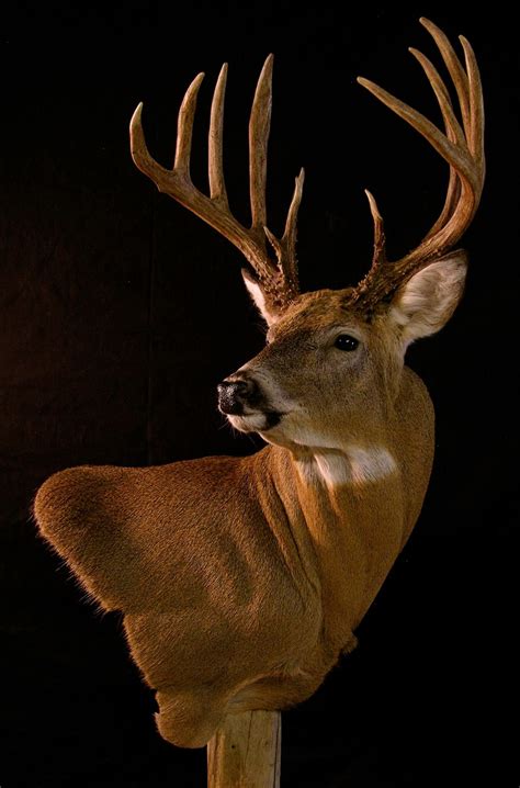 Incredible | Deer hunting decor, Deer mounts, Deer mount ideas