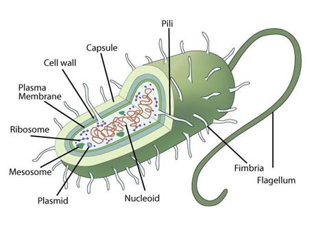 Biology Drawing, Study Biology, Biology Lessons, Cell Biology, Plasma Membrane, Cell Membrane ...