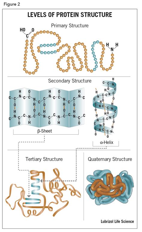 Elemental Makeup Of Proteins - Makeup Vidalondon