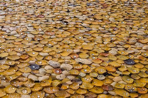 Wallpaper ID: 103174 / macro, fallen leaves, leaves, water drops, fall, yellow, simple free download