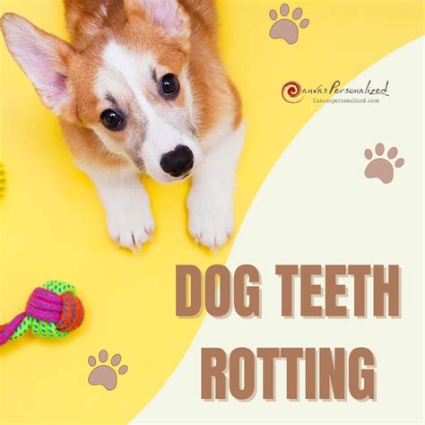 Everything You Need To Know About Dog Teeth Rotting