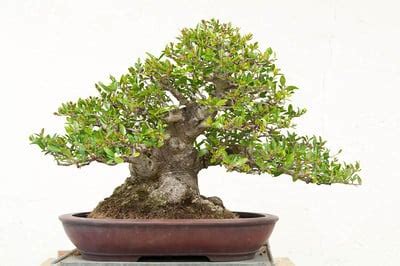 Yaupon holly - Bonsai Tonight