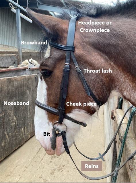 What Is A Bridle: Introductory Guide To Horse Bridle Parts — Strathorn