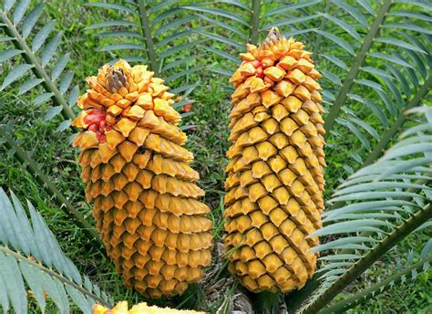 Cycas Revoluta Seeds