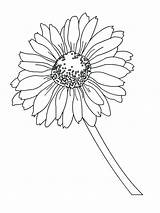 Daisy Coloring Pages  Best For Kids sketch template