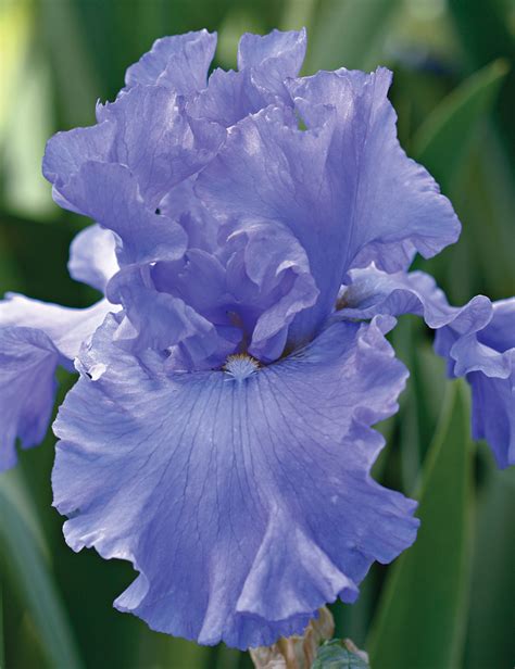 Bearded Iris 'Yaquina Blue' - Tesselaar