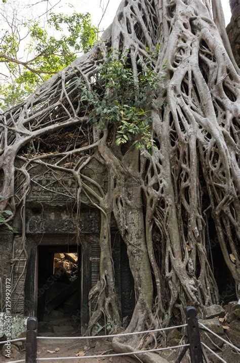 Ta Prohm temple Stock Photo | Adobe Stock