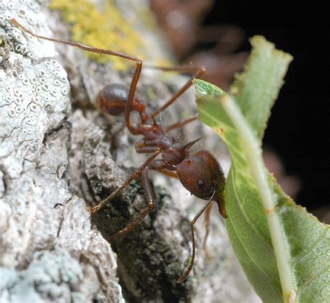 LEAFCUTTER/HARVESTER ANTS - "We kill what bugs you!"