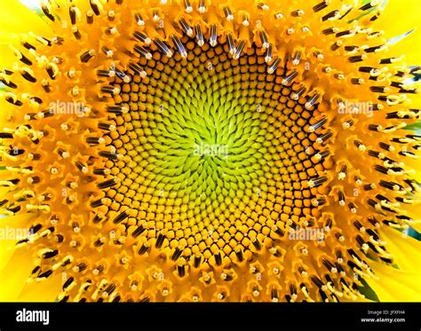 Sunflower Fibonacci