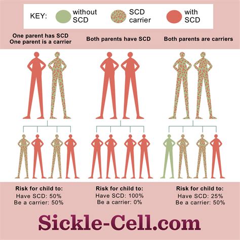 What Causes Sickle Cell Disease?