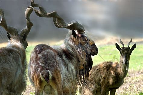 Markhor | The Life of Animals