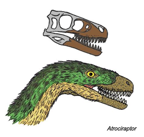 Atrociraptor Pictures & Facts - The Dinosaur Database