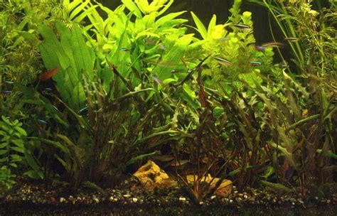 When Can You Add Live Plants to your Aquarium