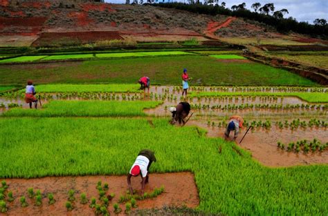 Rice cultivation in Madagascar - MadaMagazine