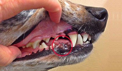 What Is Melanoma in Dogs and How To Treat It? - CanadaPetCare Blog