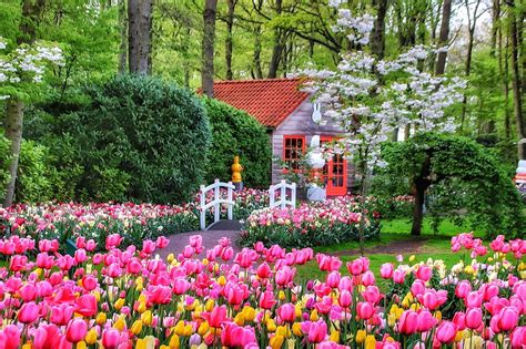 Tulip Fields in the Netherlands: the Ultimate Guide
