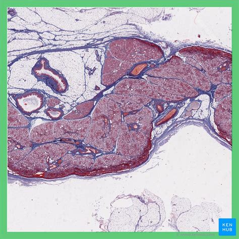 Sublingual gland: Anatomy and clinical aspects | Kenhub