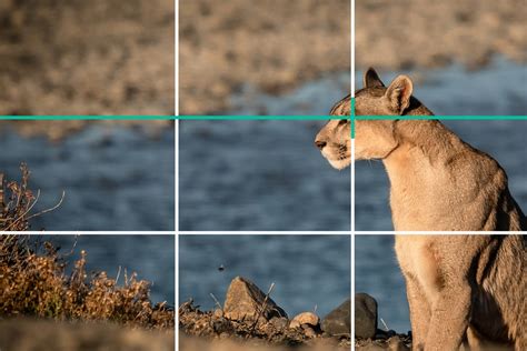 What is the Rule of Thirds in Photography? 10 graphic examples