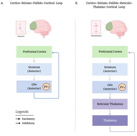 Brain Sciences | Free Full-Text | Arousal Regulation by the External ...