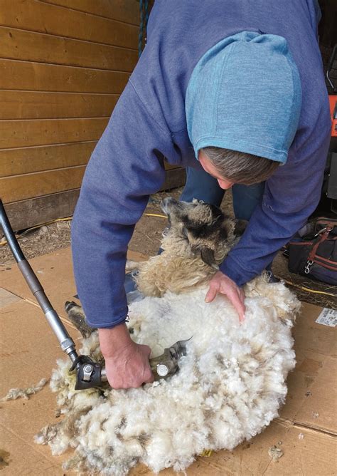 Fleece and fiber: the quest for quality wool | Catskill Country