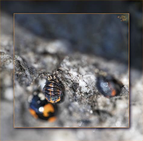 Ladybird (Ladybug) Metamorphosis by LynneJoyce | ePHOTOzine