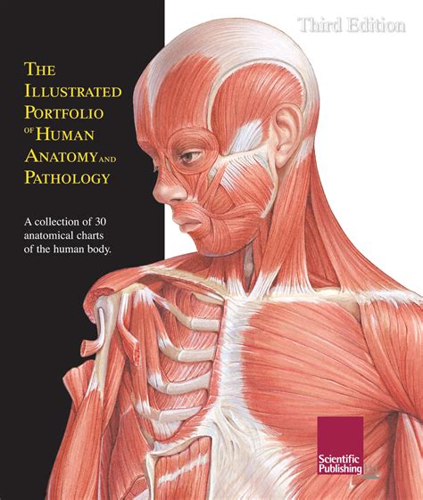 Human Bone Anatomy - Anatomy of the Human Shoulder Joint - This quiz on human bones is designed ...