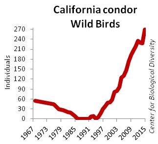 California condor population graph | California condor, Endangered species, Graphing