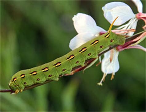 White Lined Sphinx Caterpillar