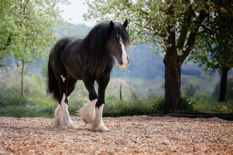 Biggest Horse Breed In The World