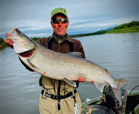 Sheefish On the Holitna at Alaskan Adventures Lodge - Alaskan Adventures