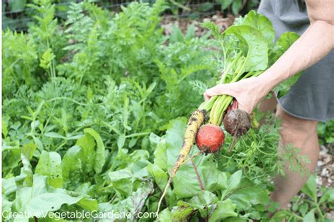 Creative Vegetable Gardener:Build the best soil for a vegetable garden - Creative Vegetable Gardener