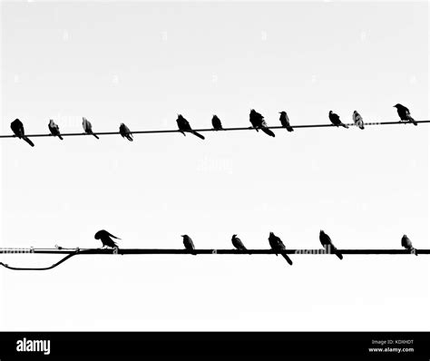 Birds on Powerlines Stock Photo - Alamy