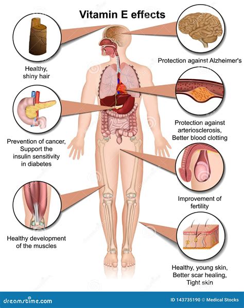 Vitamin E Effects Infographic 3d Medical Illustration On White Background | CartoonDealer.com ...