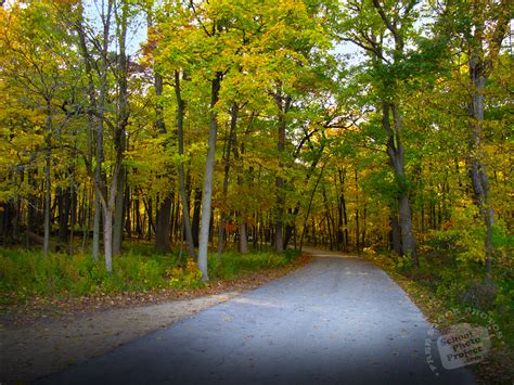 FREE Forest Path Photo, Tree Canopy Picture, Autumn Panorama Image, Royalty-Free Landscape Stock ...