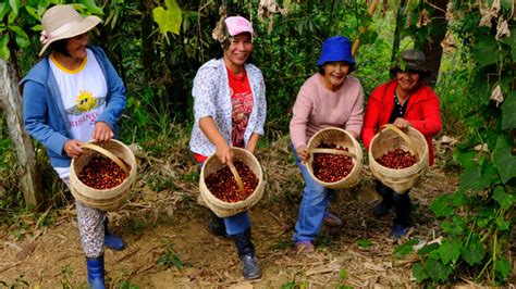 COFFEE 101: BRIEF HISTORY OF COFFEE IN THE PHILIPPINES — IKOT.PH