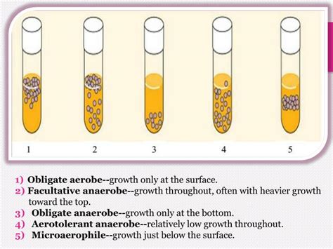 PPT - Bacteria oxygen requirements & Anaerobic Bacteria PowerPoint Presentation - ID:2368603