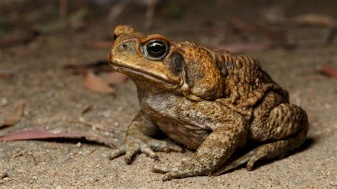 Australia: How 'bin chickens' learnt to wash poisonous cane toads - BBC News