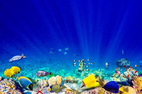 Premium Photo | The magnificent underwater world of the Maldives