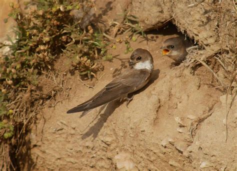 Sand Martins (Bank Swallows) Nesting & Breeding Behavior - Familiarity ...