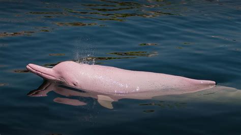 Delfín rosado, una de las especies de agua dulce más hermosas del Río Amazonas - Mochilea Perú ...