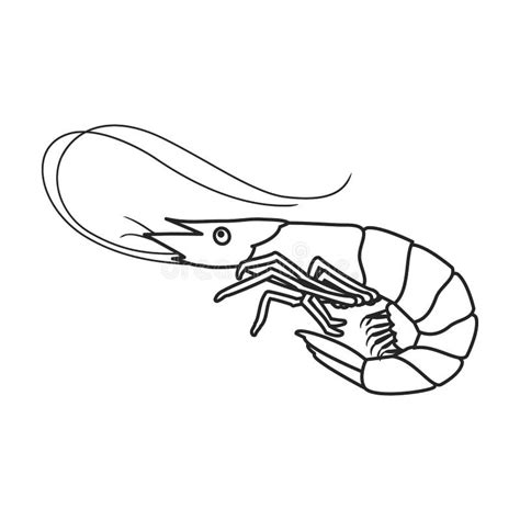 Shrimp Outline Stock Illustrations – 3,541 Shrimp Outline Stock Illustrations, Vectors & Clipart ...