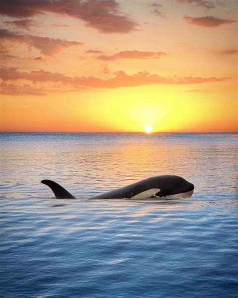 orca-sunset-marys-mark-photography-7 - WhatzViral