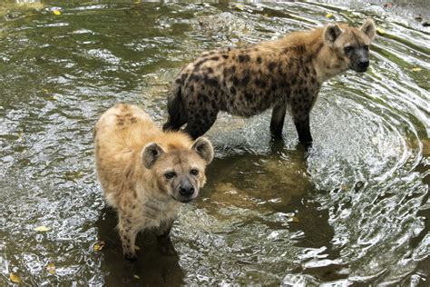 Hyenas: Misunderstood Predators of the Savannah | Wild View