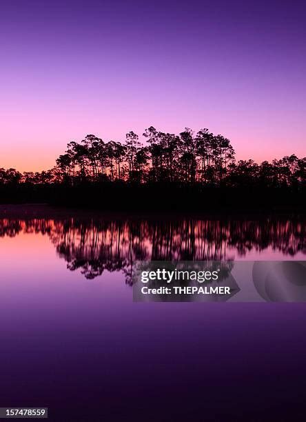 Everglades Trees Photos and Premium High Res Pictures - Getty Images