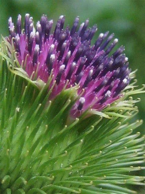 Arctium lappa a.k.a. burdock. Native to temperate regions of the Old World, from Scandinavia to ...