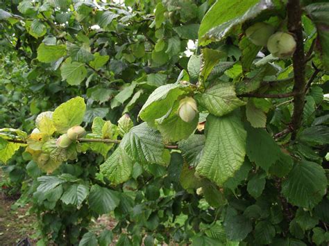 Roughway Farm | Cobnuts | Kent | Fruit | Cannon Fruit