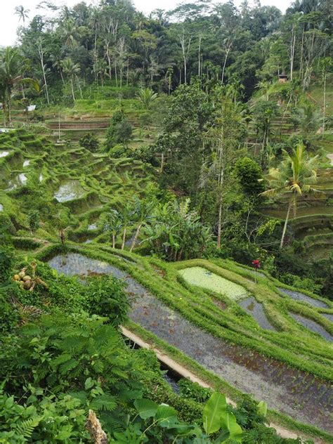 Rice Paddy Terrace and Rainforest in Bali, Indonesia Stock Image - Image of north, bali: 131001001