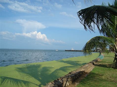 DSC01024 | Lake Maracaibo with algae | By: jabbusch | Flickr - Photo ...