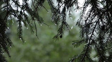 Relaxing Sound of Rain and Wind in Forest 1 Hour / Rain Drops Falling Fr... | Sound of rain ...