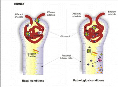 What is Haptoglobin? Test, Low, High, Elevated, Definition, Procedure